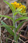 Hoary puccoon